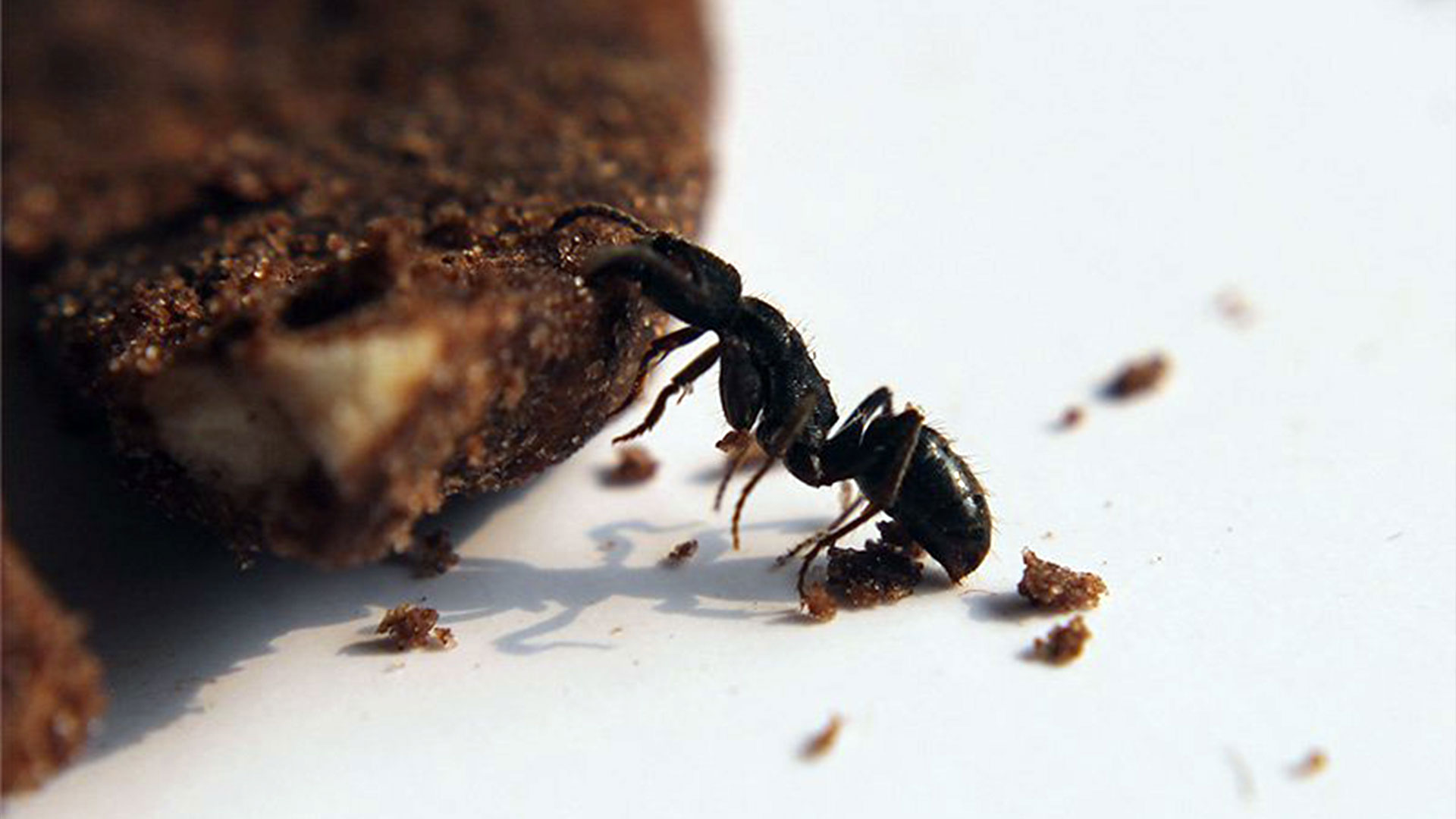 Spring Pest Control in Richmond — Residential Pest Control | Ninefold Pest