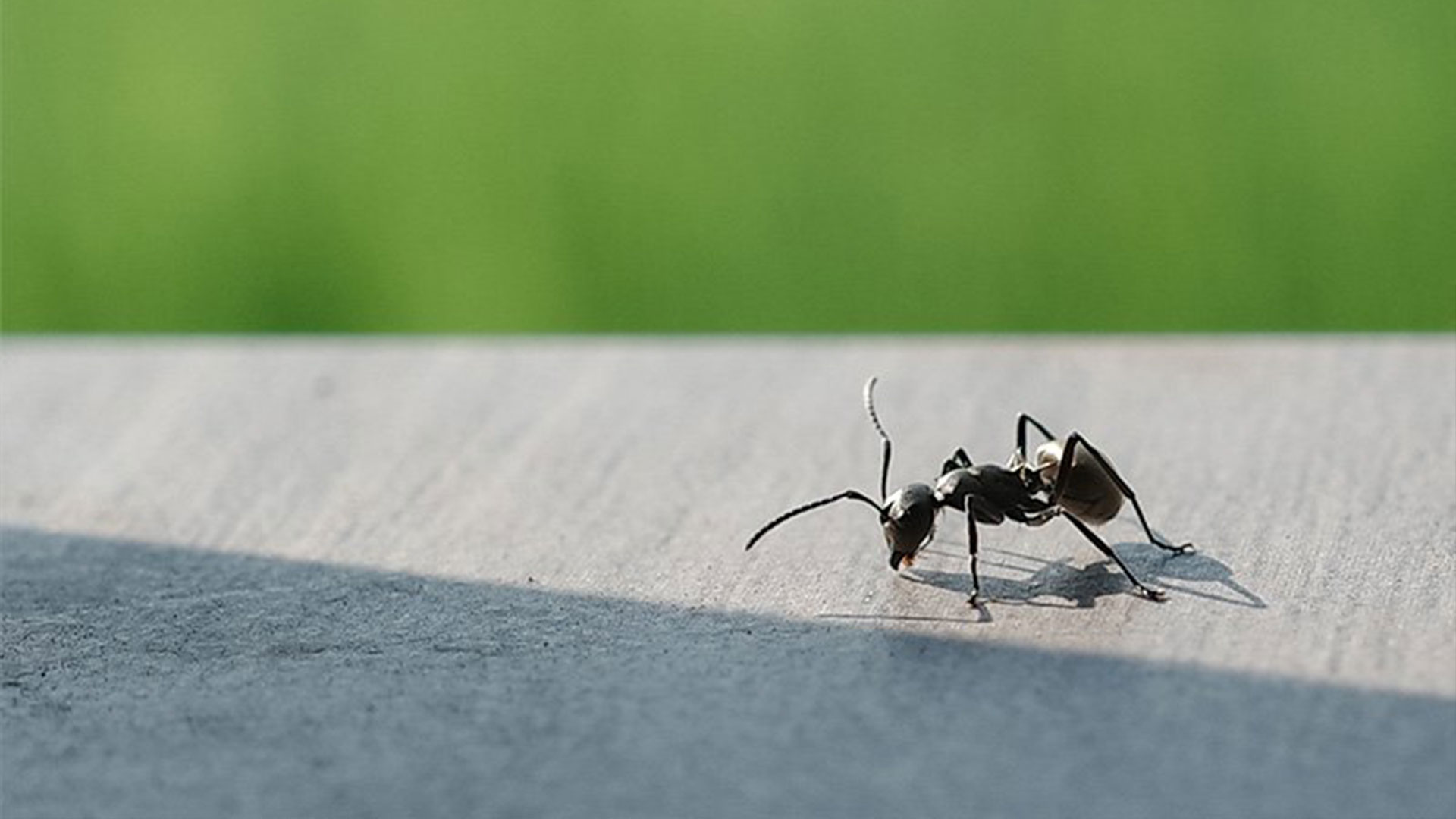 What Pests Should You Watch for This Summer in Scranton? — Residential Pest Control | Ninefold Pest