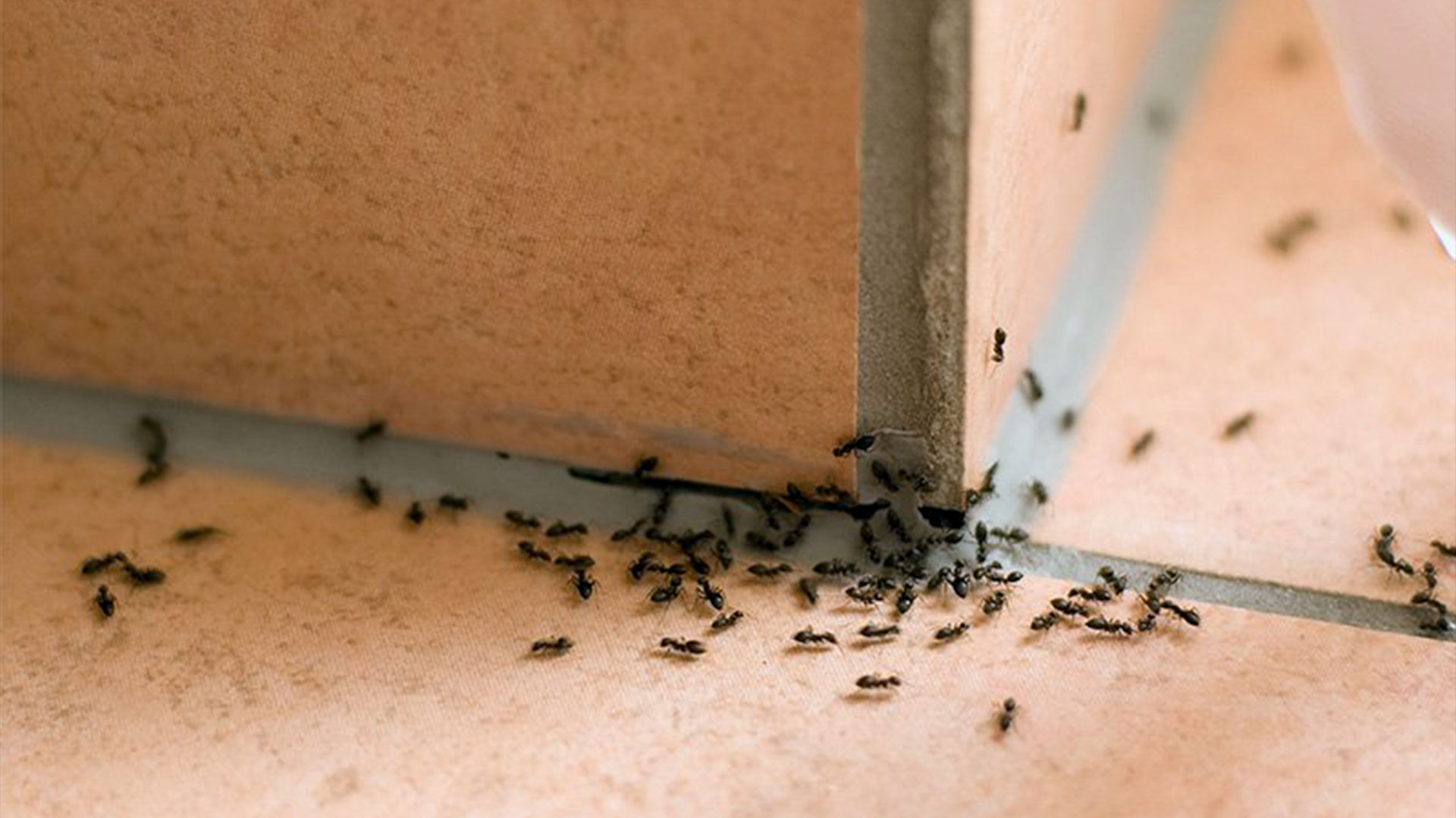 Why Do I See More Bugs In Summer? — Ants | Ninefold Pest