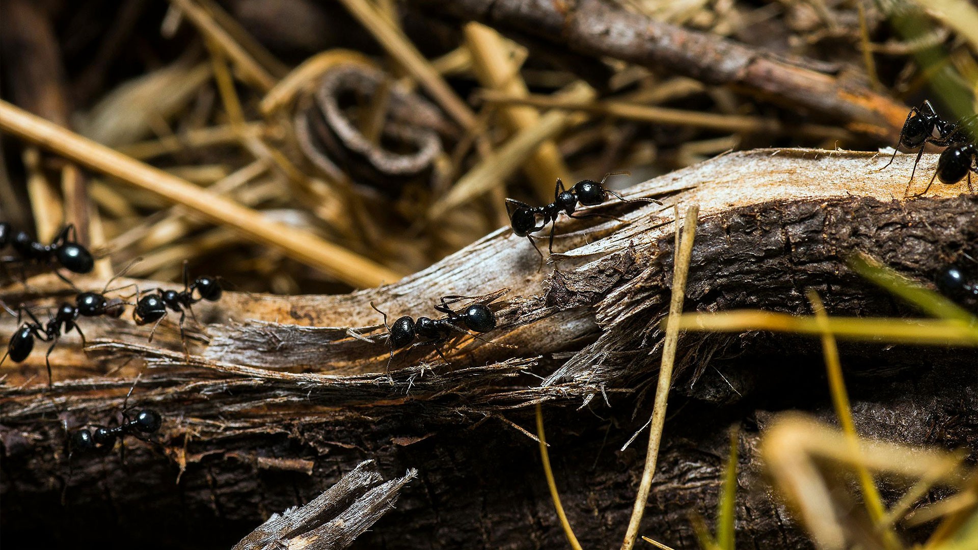 Utah Ant Season: How to Stop Ants From Coming Back Every Spring — Ants | Ninefold Pest