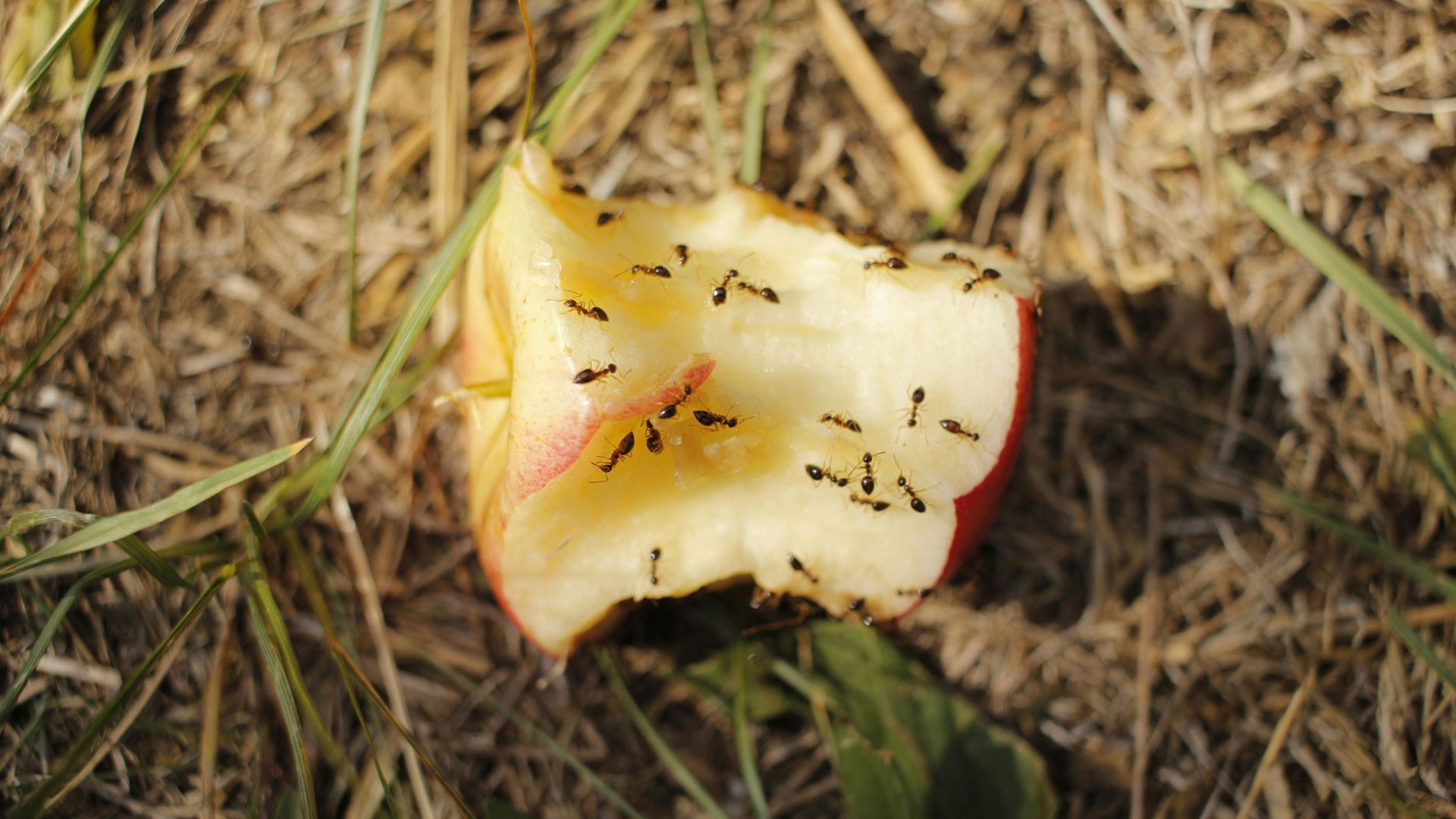 How to Protect Your Food and Home from Contamination by Pests — Residential Pest Control | Ninefold Pest