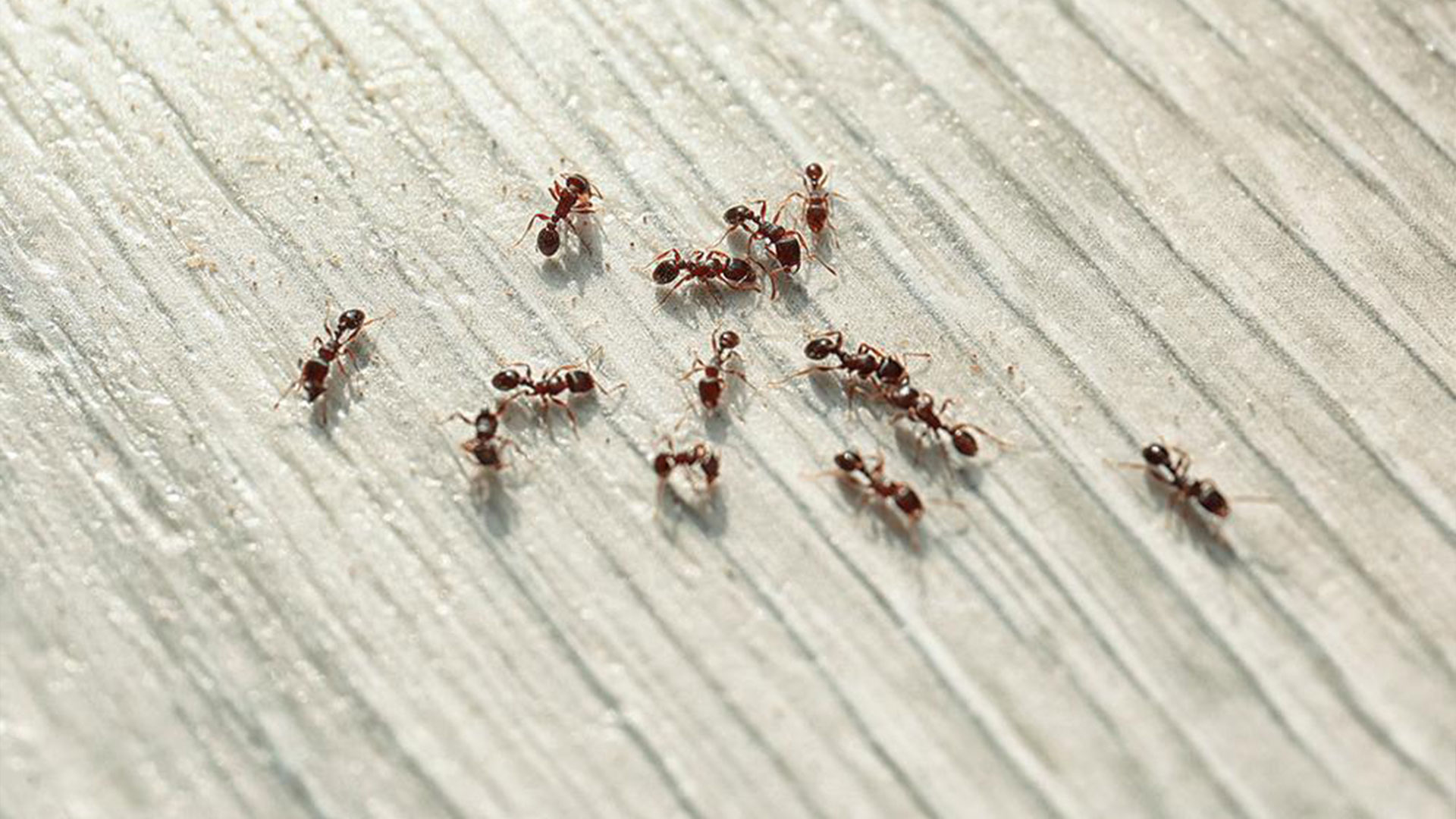 Common Types Of Ants In Richmond — Ants | Ninefold Pest