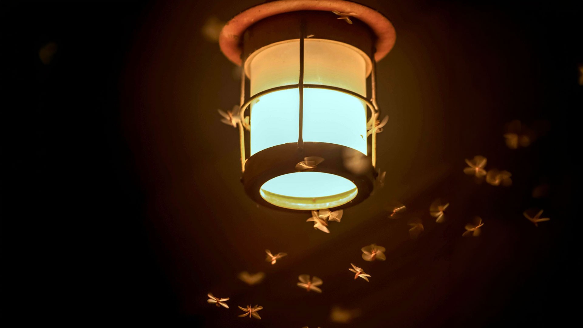 The Benefits of Integrated Indoor and Outdoor Pest Control — Residential Pest Control | Ninefold Pest