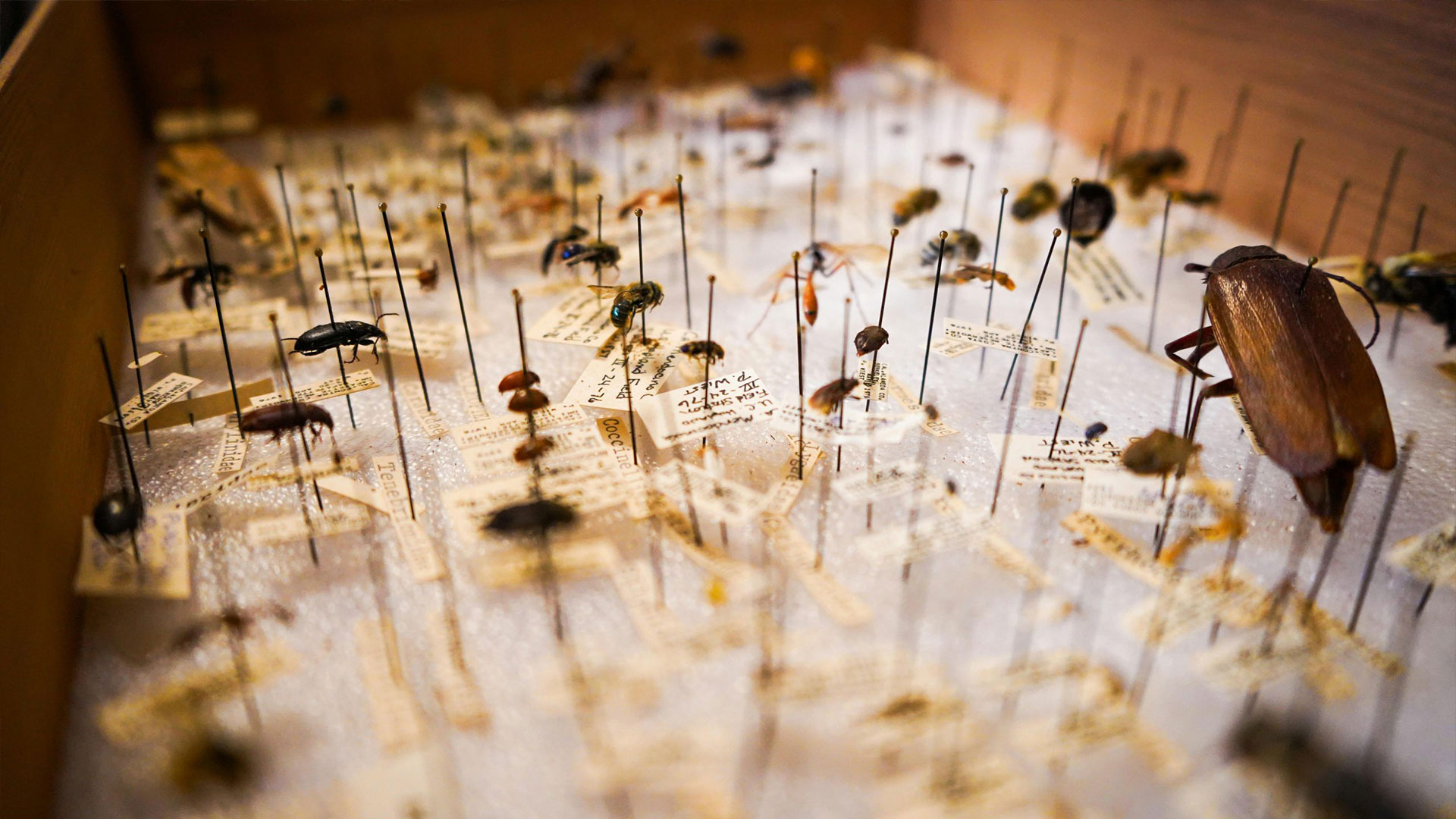 5 Unusual Pests Found in Utah Homes — Residential Pest Control | Ninefold Pest