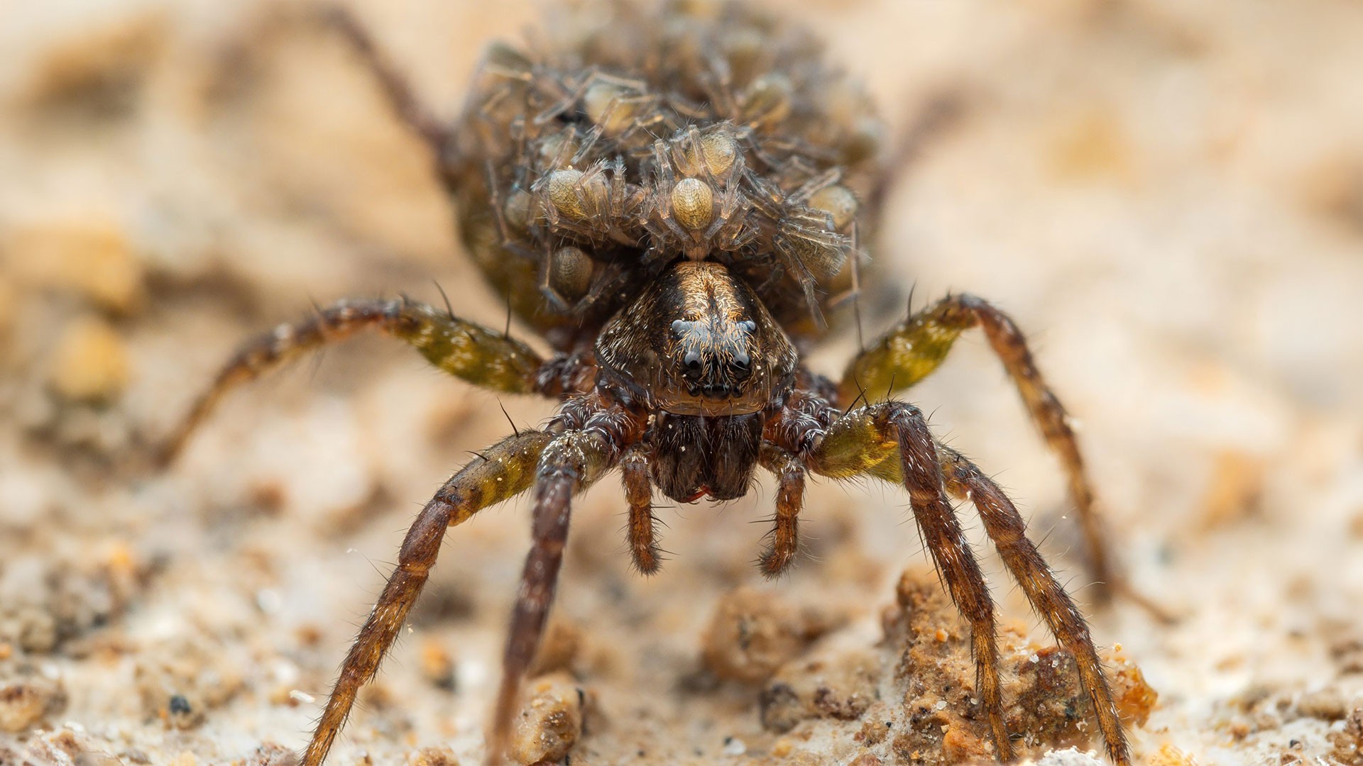 Common House Spiders in Alabama: Identification and Prevention — Spiders | Ninefold Pest