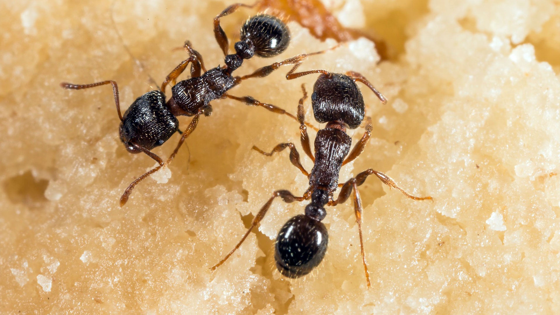 The Hidden Health Risks of Ignoring a Pest Infestation — Residential Pest Control | Ninefold Pest