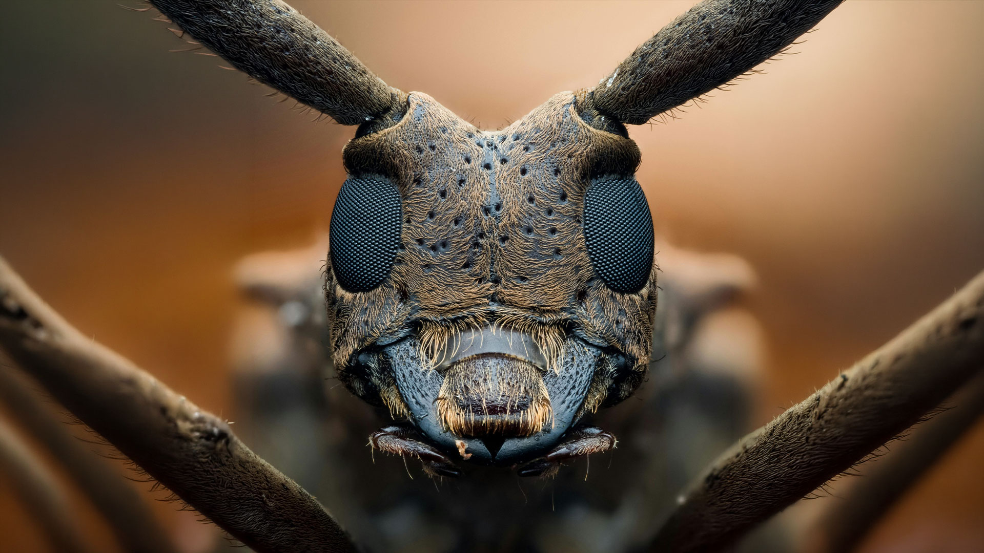 Not Your Everyday Pests: How to Handle Uncommon Infestations — Residential Pest Control | Ninefold Pest
