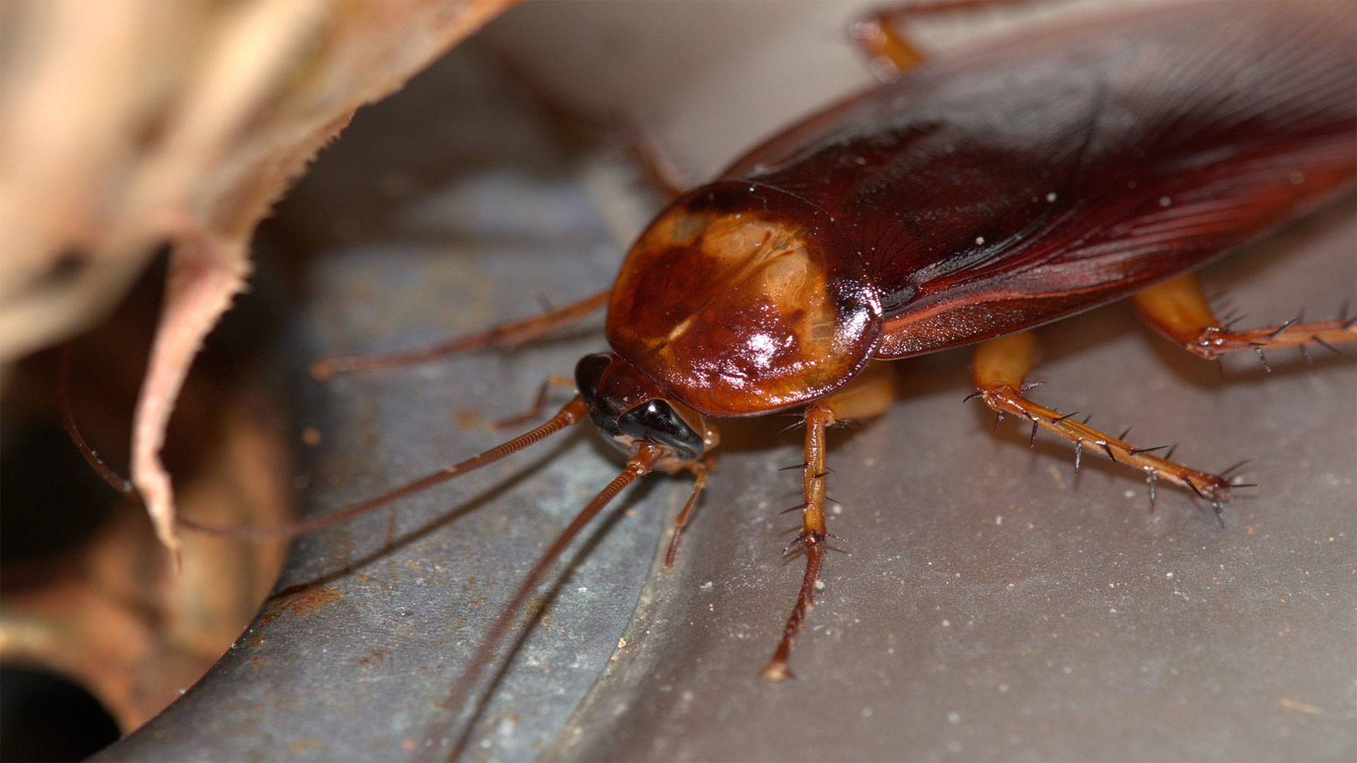 The Dangers of Cockroach Infestations in Alabama and How to Prevent Them — Cockroaches | Ninefold Pest