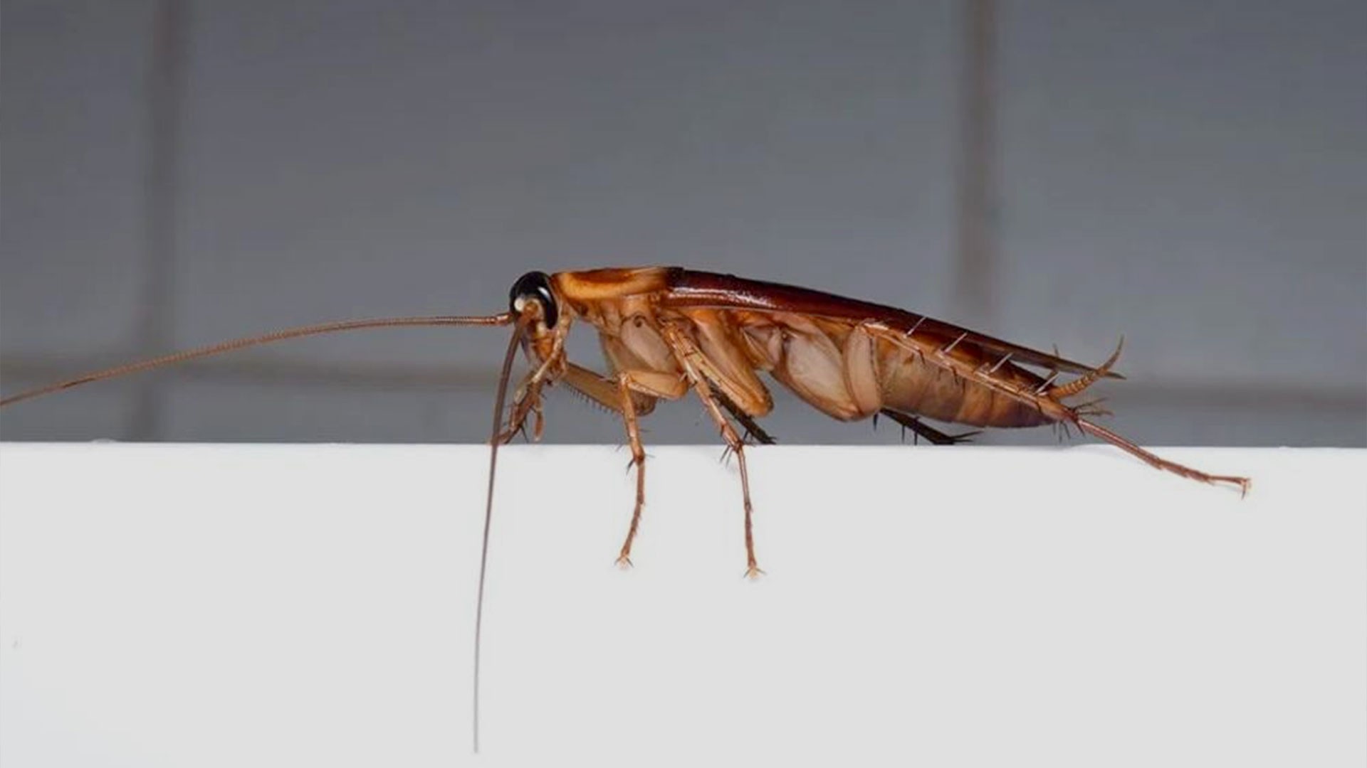 Why Cockroaches Are Attracted To Bathrooms — Cockroaches | Ninefold Pest