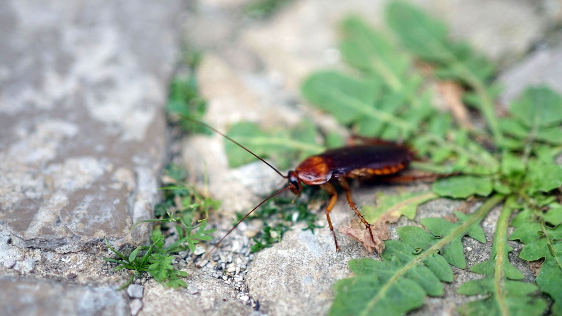 Roaches in Alabama: Effective Strategies for Elimination — Cockroaches | Ninefold Pest