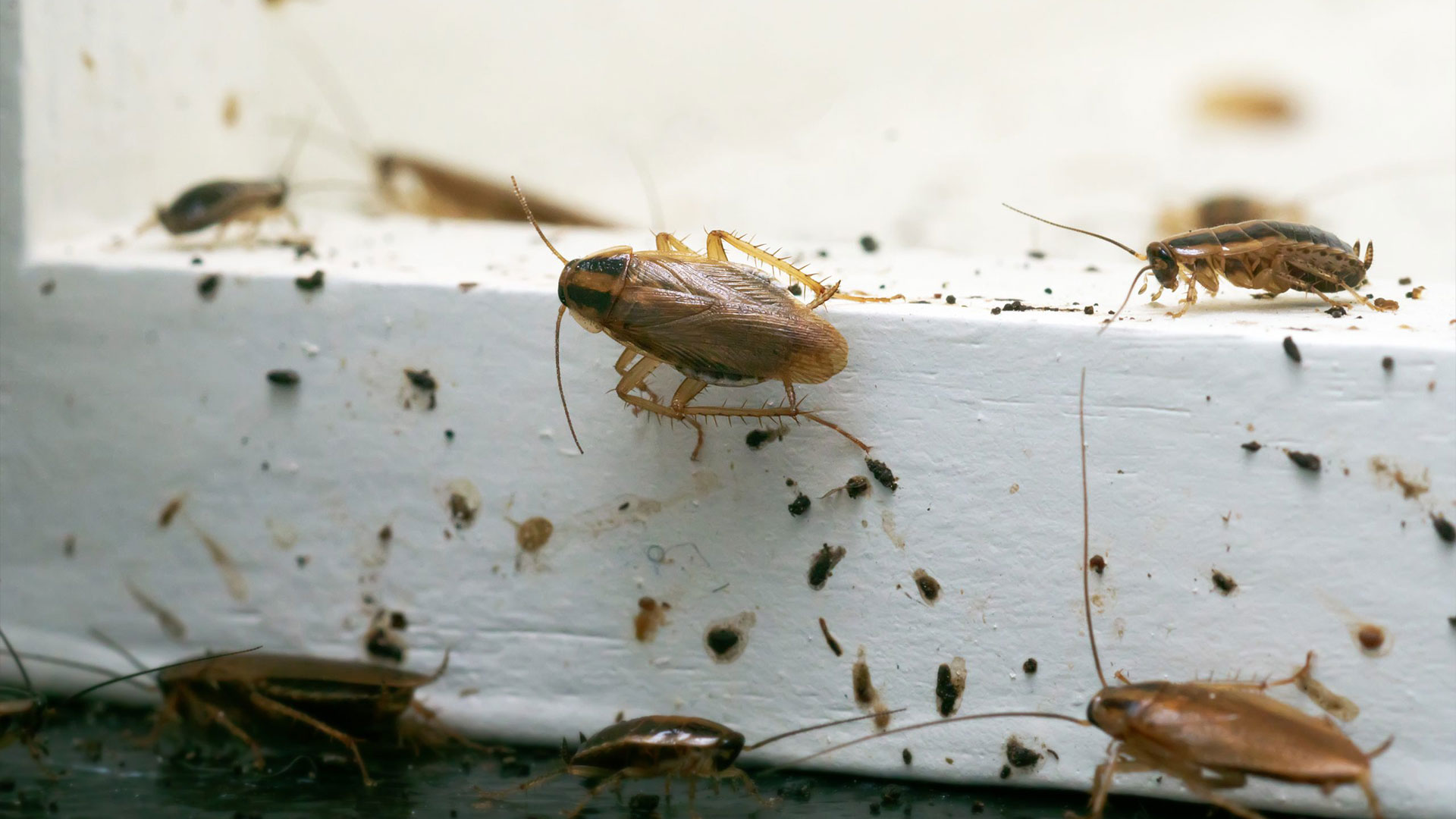 Are Pests in Your Home Putting Your Family’s Health at Risk? — Residential Pest Control | Ninefold Pest