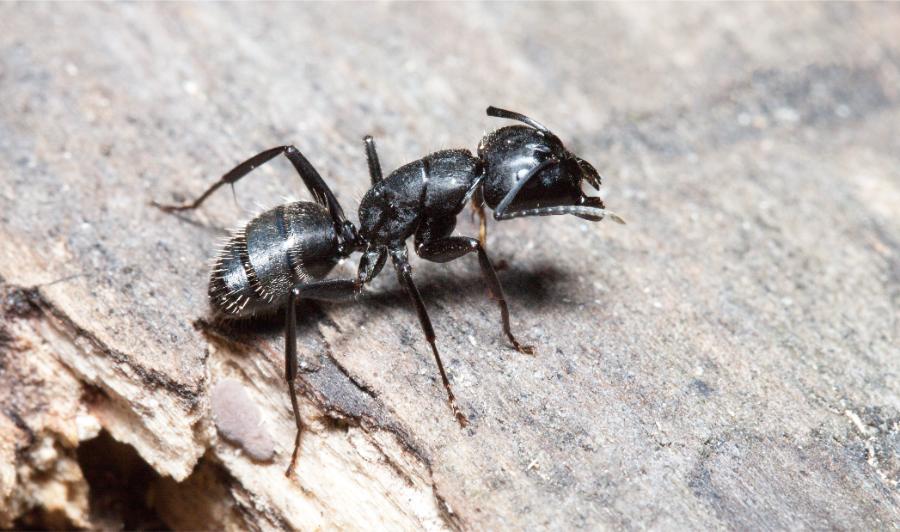 Common House Ant Species and How to Tell Them Apart — Ants | Ninefold Pest