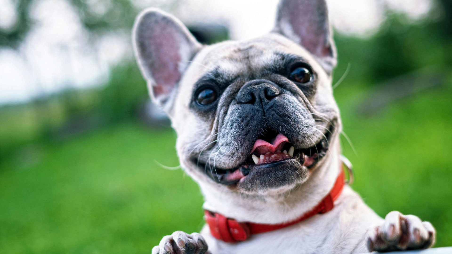 The Benefits of Pet-Safe Pest Control Treatments — Residential Pest Control | Ninefold Pest