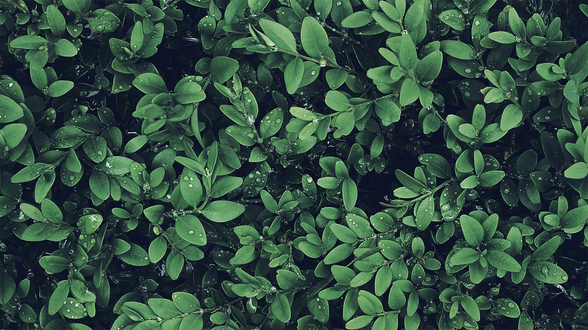 Eco-Friendly Pest Control Solutions for Alabama Homeowners — Residential Pest Control | Ninefold Pest