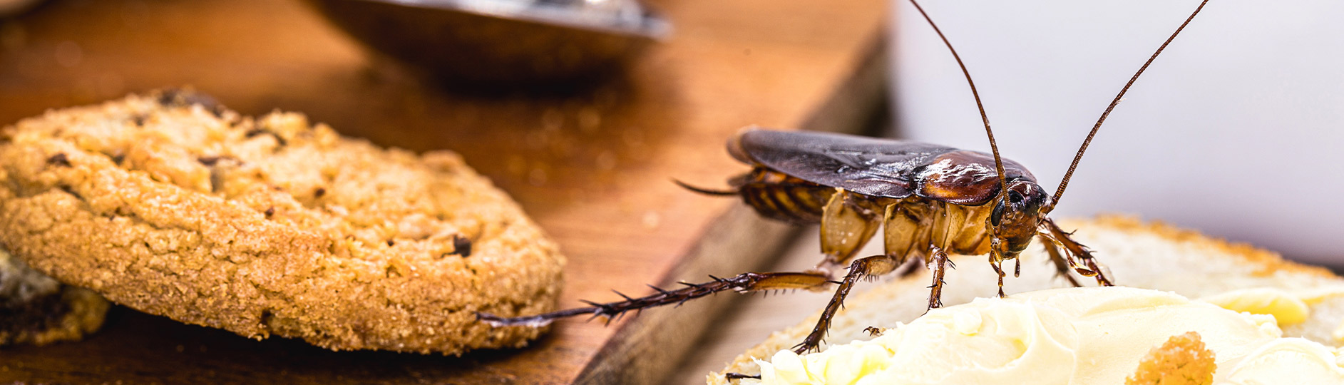 cockroach on top of cookies