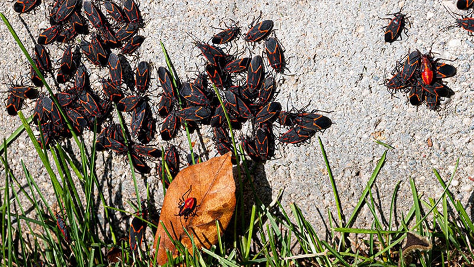Fall Pests to Watch Out For in Scranton — Residential Pest Control | Ninefold Pest