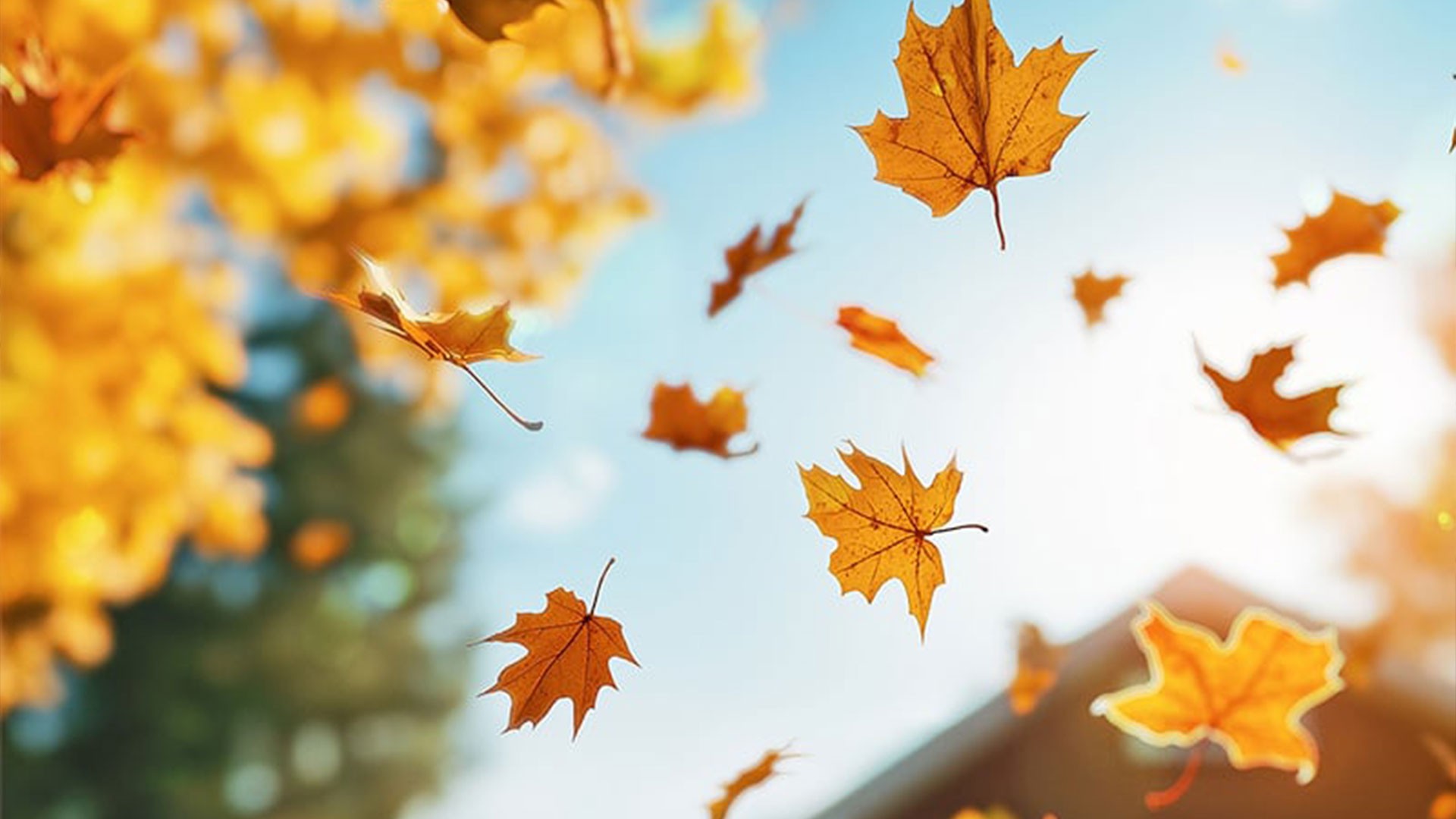 NPMA Fall Pest Forecast For Virginia & Southeast U.S. — Ants | Ninefold Pest