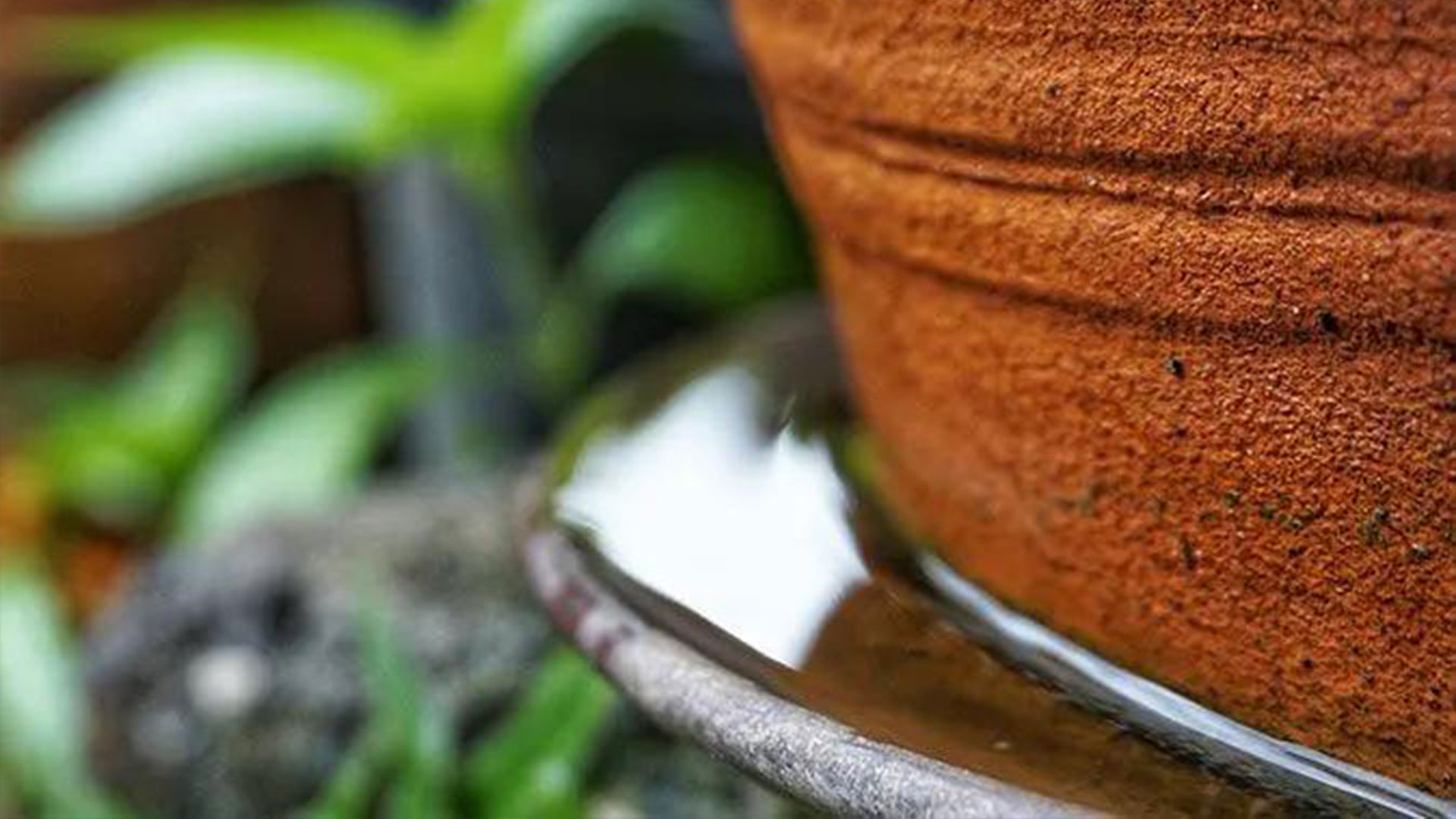 Mosquito Prevention Tips For Scranton Residents — Mosquitoes | Ninefold Pest