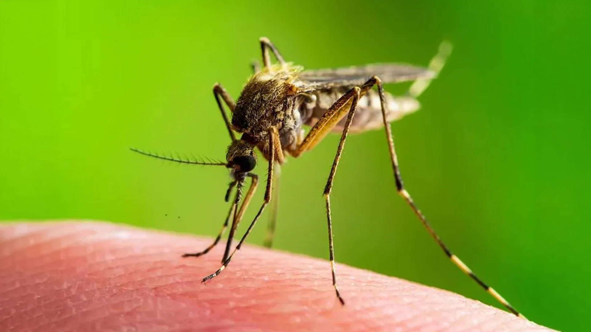 5 Common Home Pests and How to Prevent Them — Residential Pest Control | Ninefold Pest