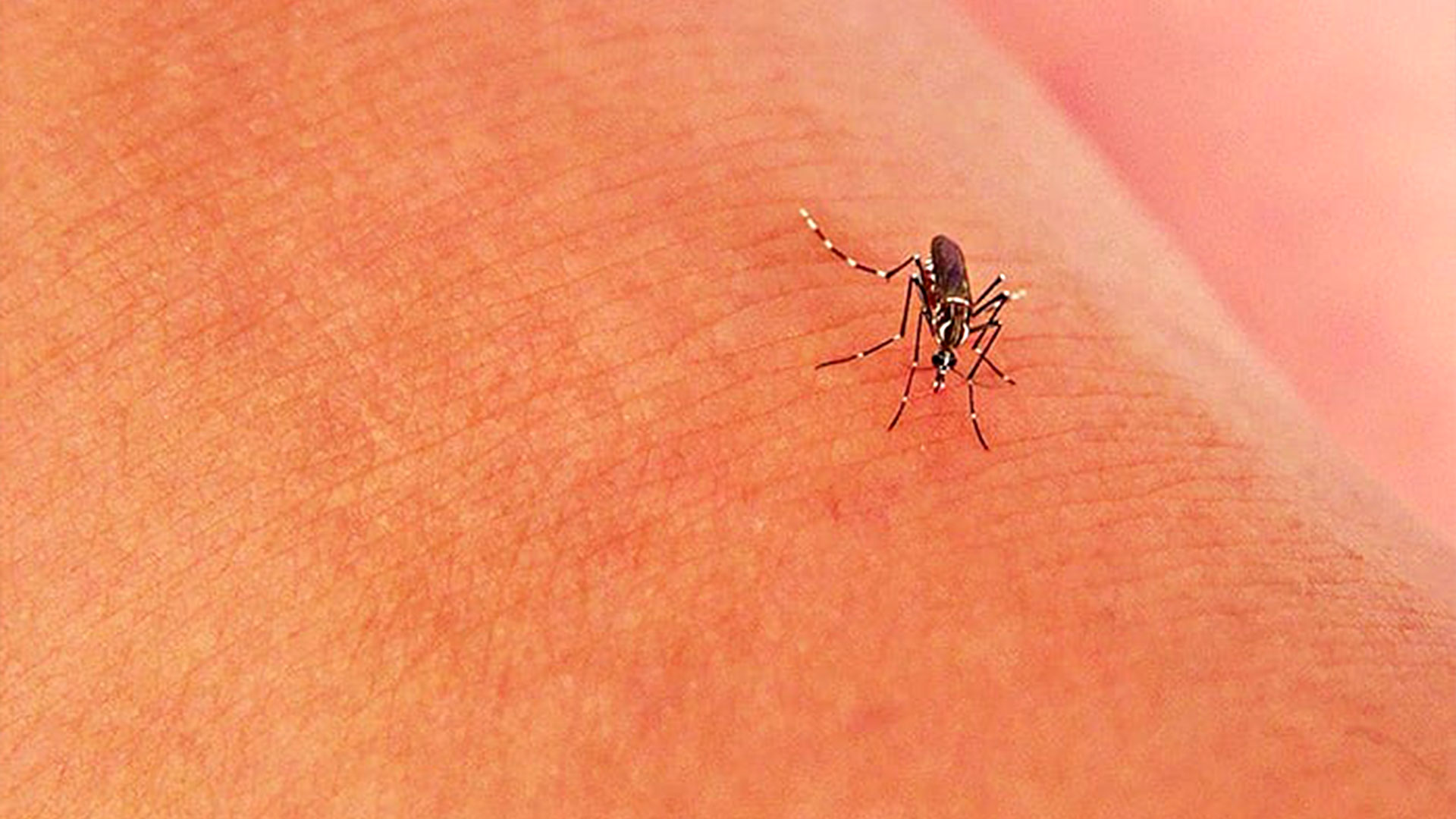 How To Keep Mosquitoes Away This Summer — Mosquitoes | Ninefold Pest