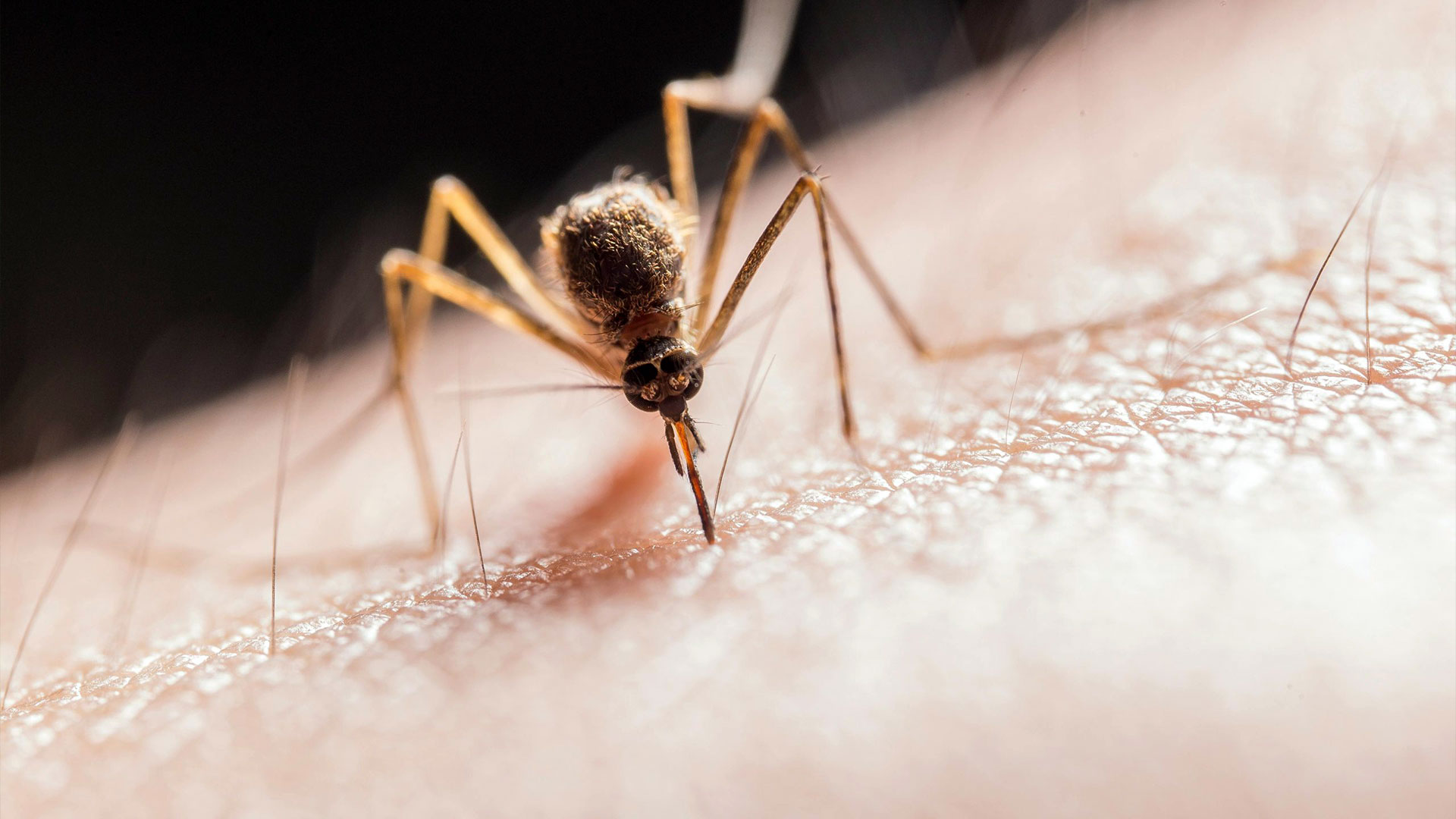 Mosquito Control in Northern Utah: What Actually Works for Yards — Mosquitoes | Ninefold Pest