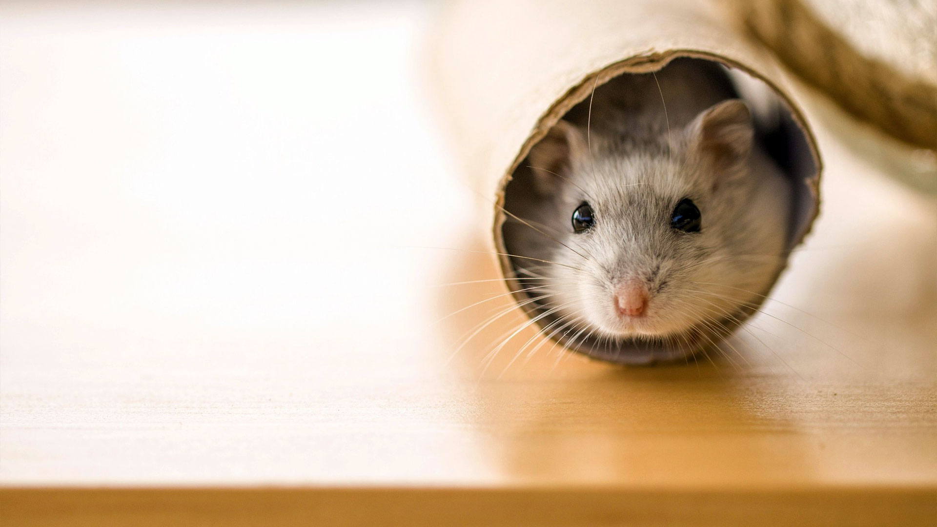 Signs of a Rodent Infestation and What to Do About It — Rodents | Ninefold Pest