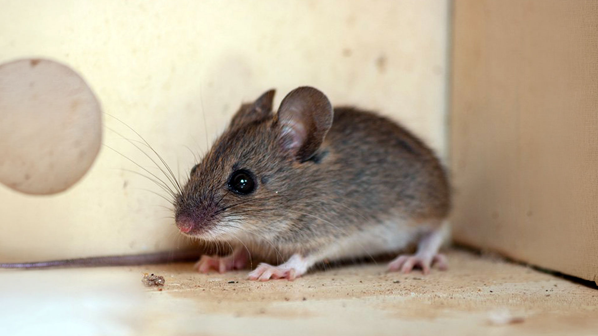 What Richmond Pests To Watch Out For This February — Residential Pest Control | Ninefold Pest