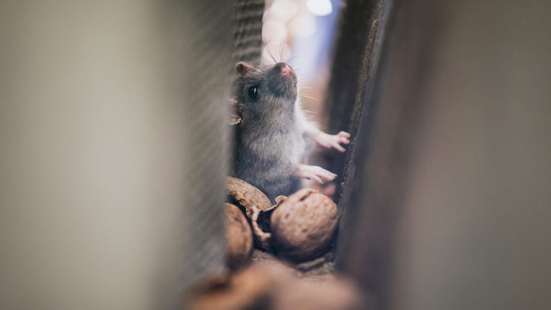 How to Tell If You Have Mice in Your Walls: Signs, Sounds, and Solutions — Rodents | Ninefold Pest