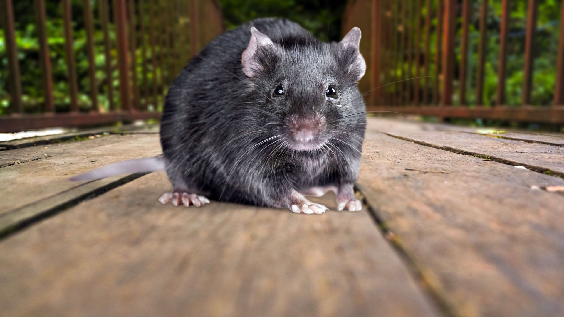Effective Strategies to Handle Alabama’s Most Problematic Pests — Residential Pest Control | Ninefold Pest