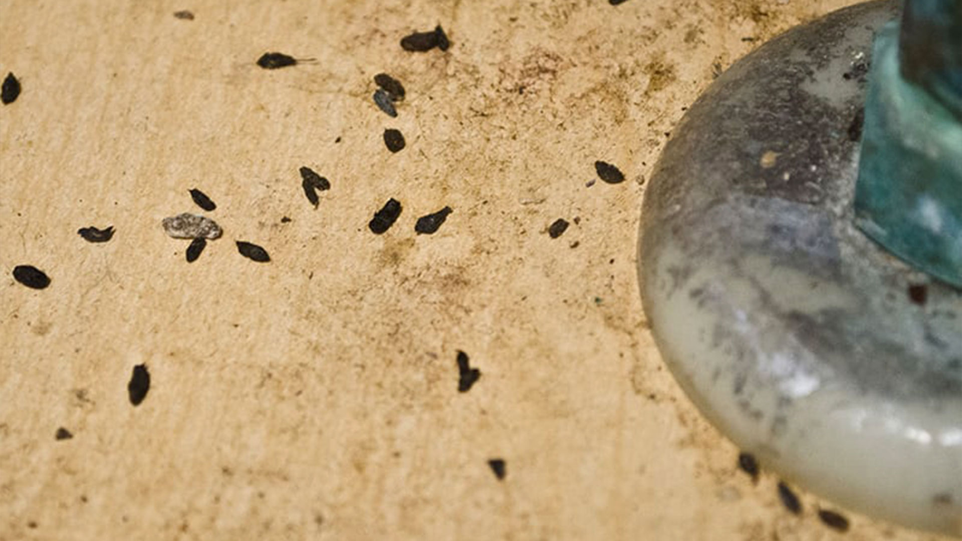 Signs You Have a Rodent Problem in Virginia — Richmond Pest Control | Ninefold Pest
