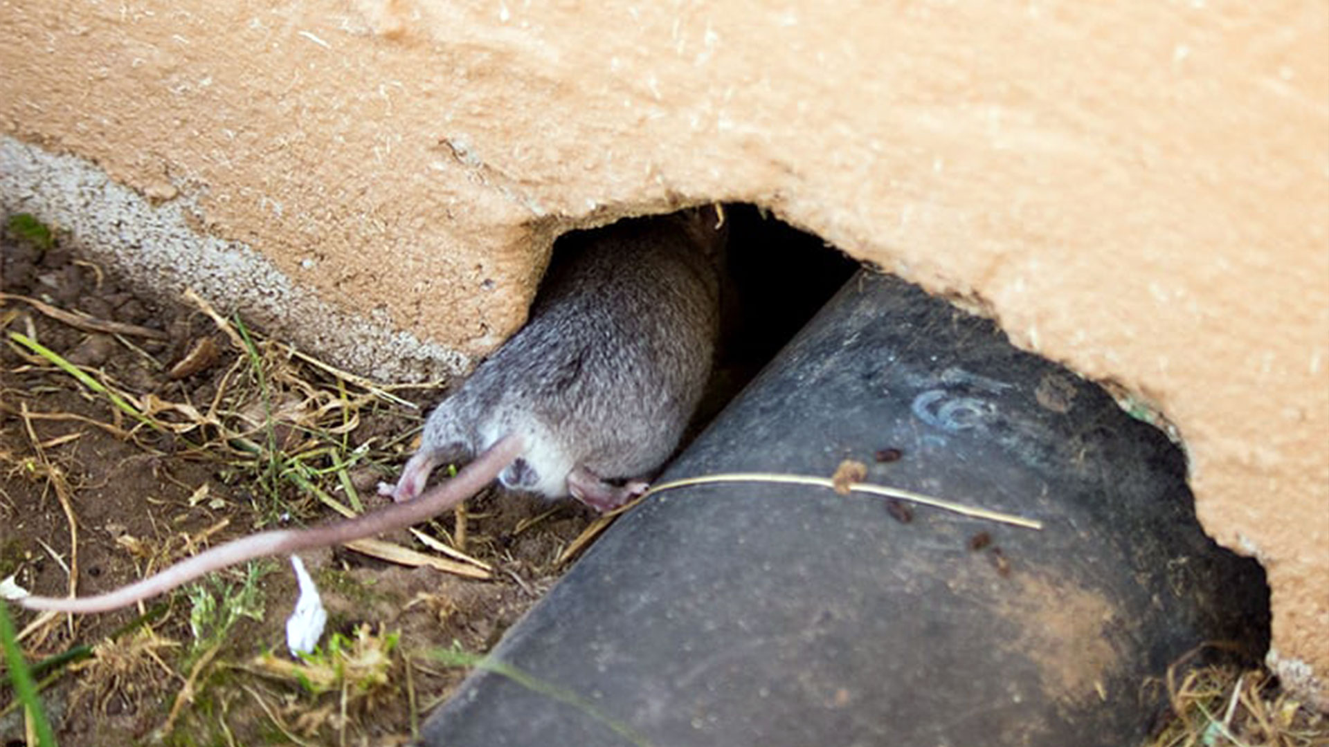 Protect Your Richmond Home From Overwintering Pests — Ants | Ninefold Pest