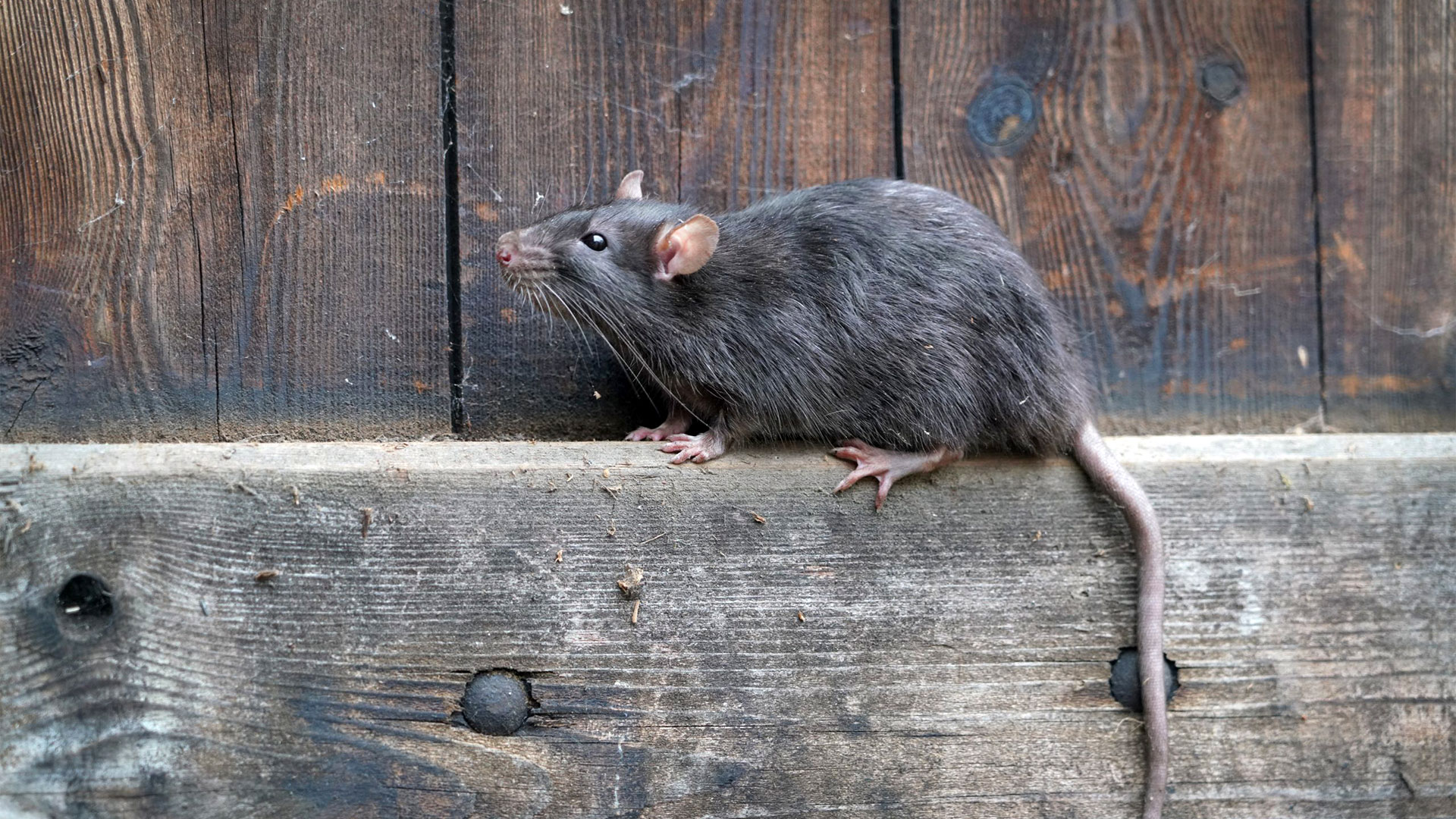 Preventing and Treating Alabama Rodent Infestations — Rodents | Ninefold Pest
