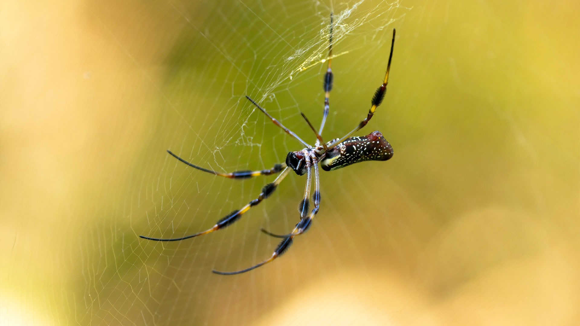 How to Keep Your Alabama Home Spider-Free — Spiders | Ninefold Pest