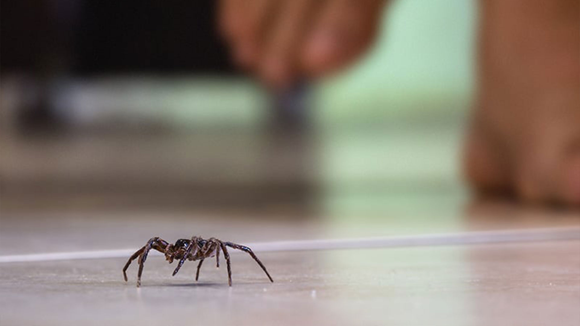 Fall Means More Spiders: Here’s How to Keep Them Out of Your House — Residential Pest Control | Ninefold Pest