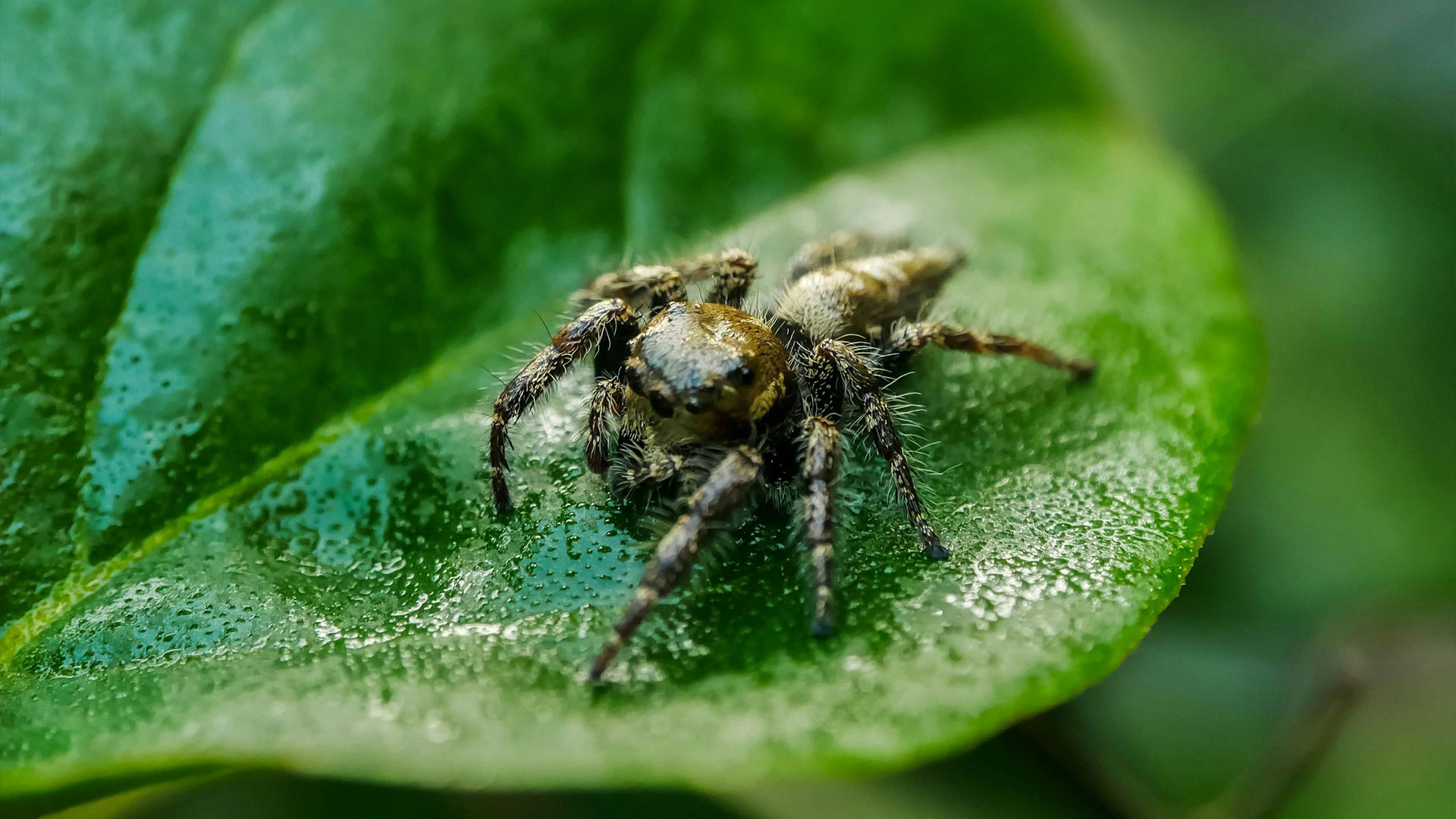 The Most Common Spiders in Utah Homes, and When You Should Worry — Spiders | Ninefold Pest