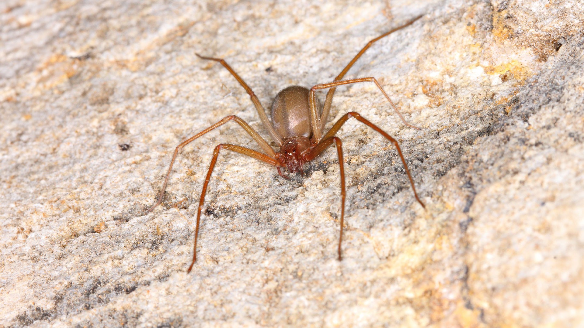 Alabama Spiders: Identification and Control Methods — Spiders | Ninefold Pest