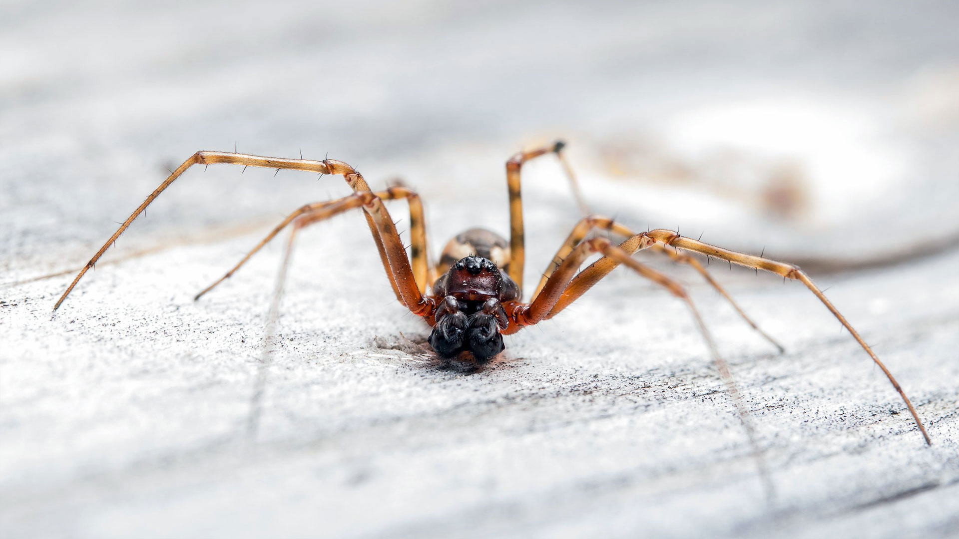 Common Alabama Spiders & How to Control Them — Spiders | Ninefold Pest