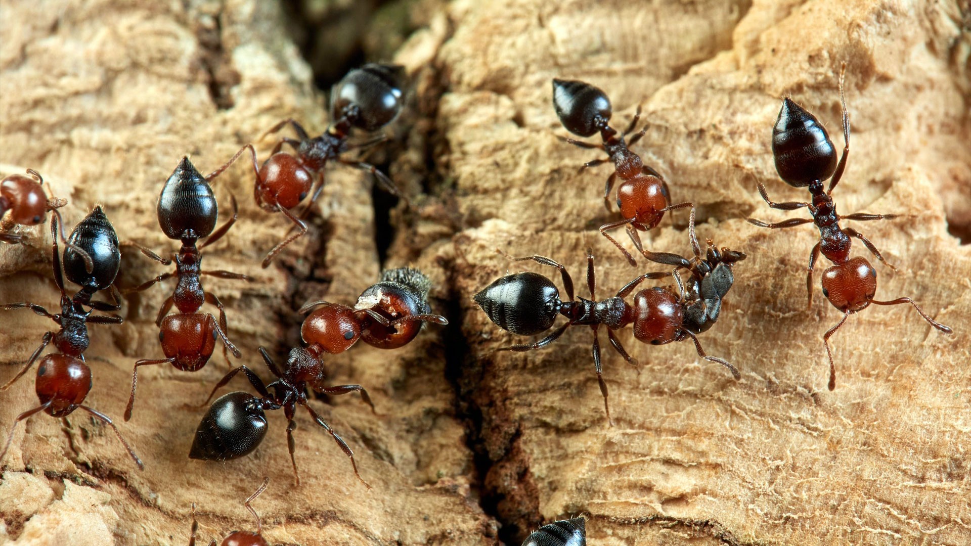 Understanding Alabama’s Most Common Pests and How to Control Them — Residential Pest Control | Ninefold Pest