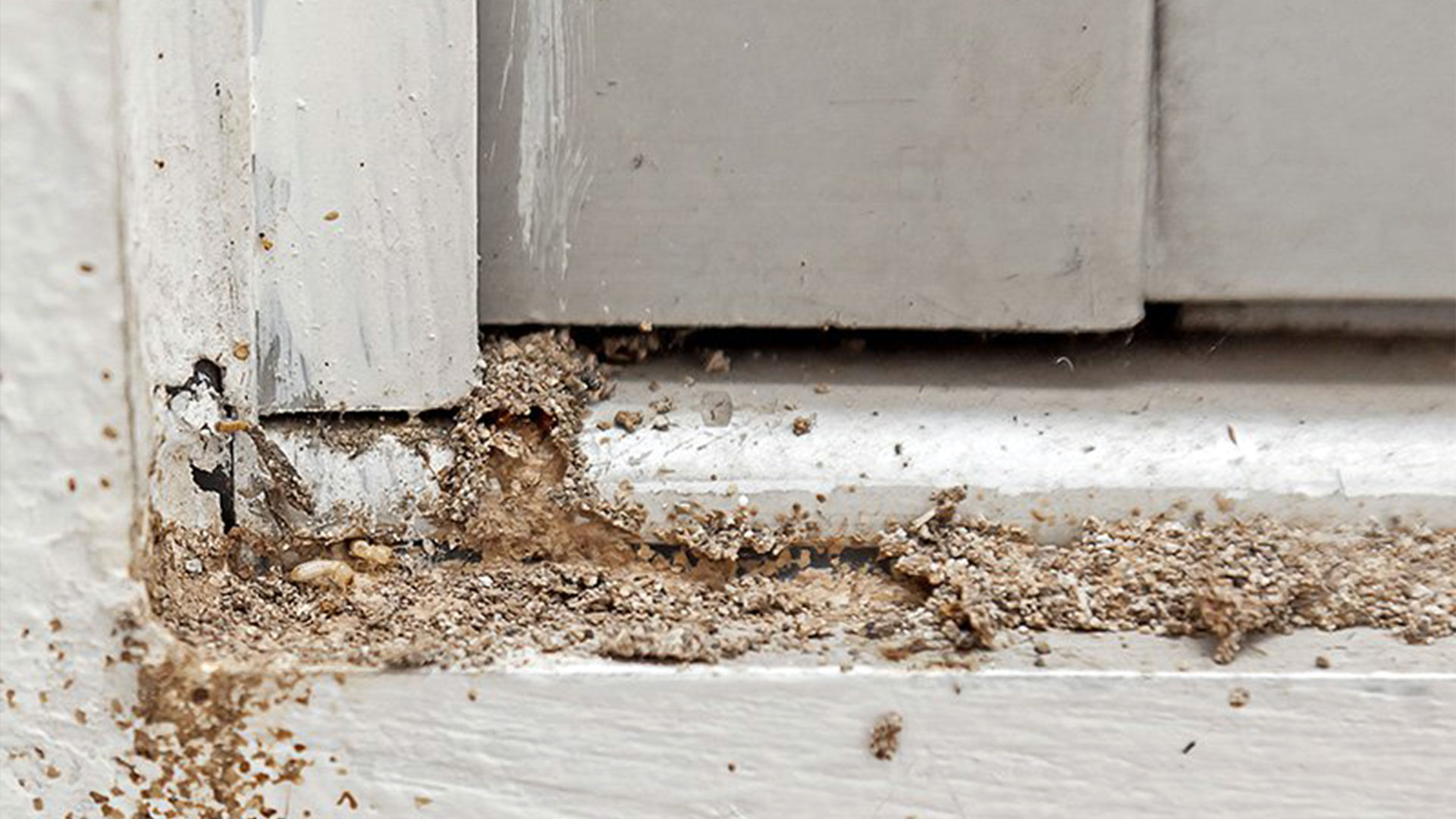 Signs of Termites in Virginia Homes — Residential Pest Control | Ninefold Pest
