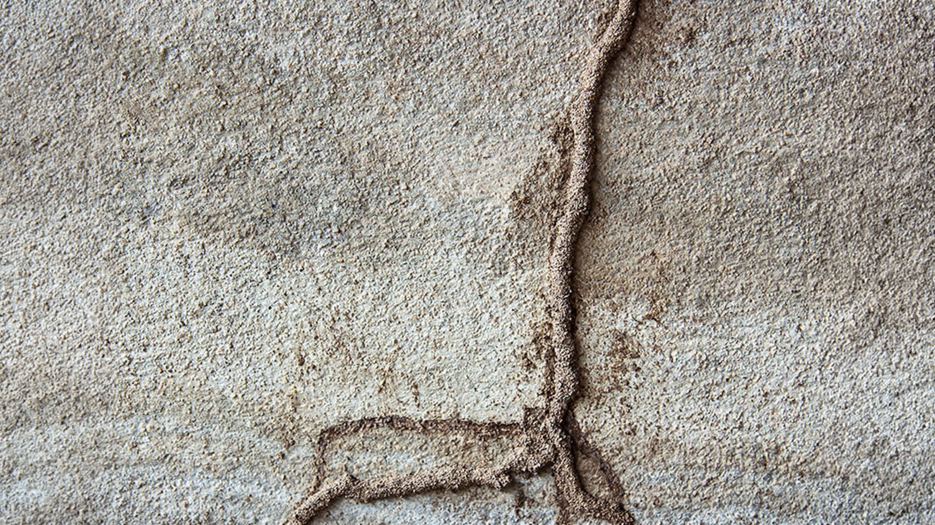 Why Termites Are Still A Threat In Richmond VA — Termites | Ninefold Pest
