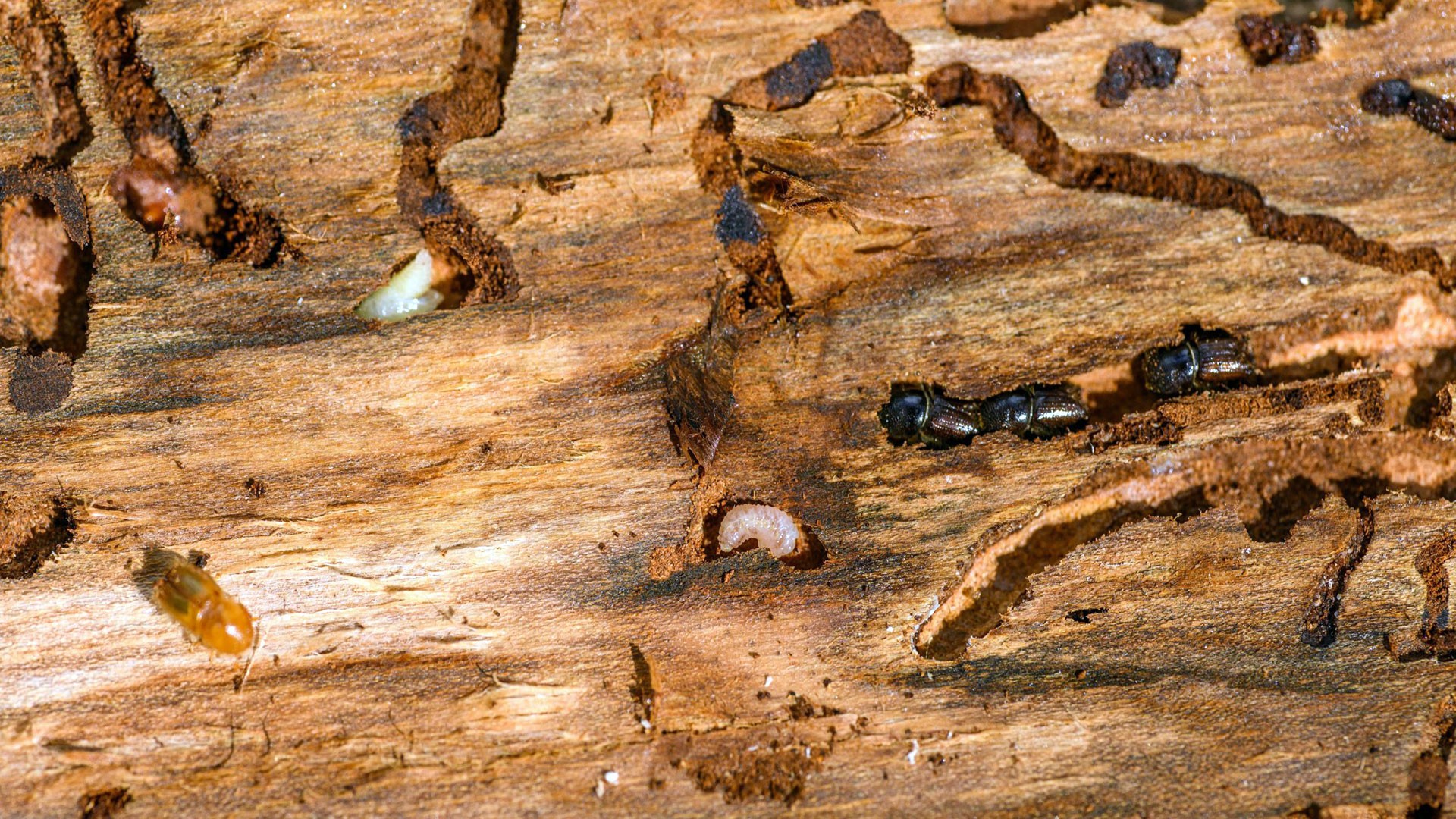 Termite Trouble in Alabama: How to Spot and Stop an Infestation Early — Termites | Ninefold Pest