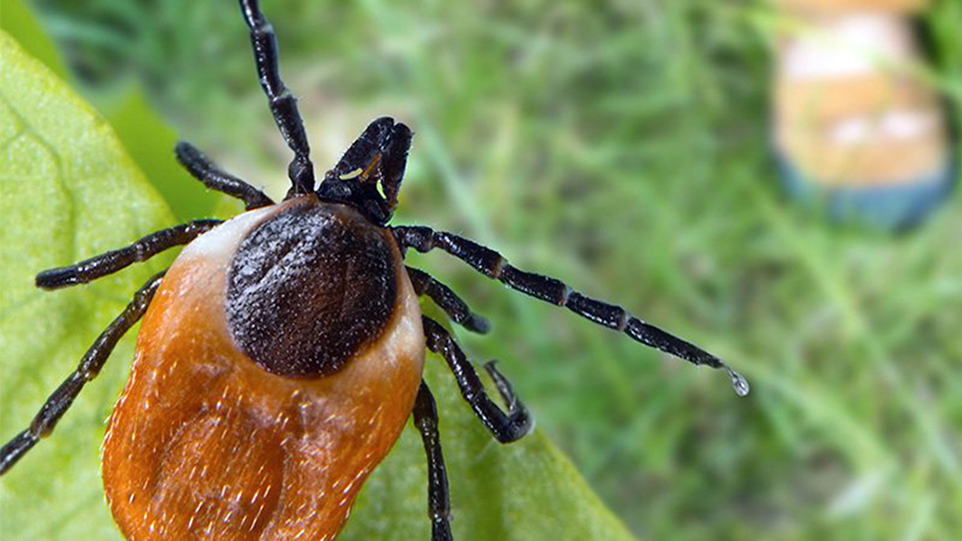 Lyme Disease & Ticks In Richmond, VA — Fleas & Ticks | Ninefold Pest