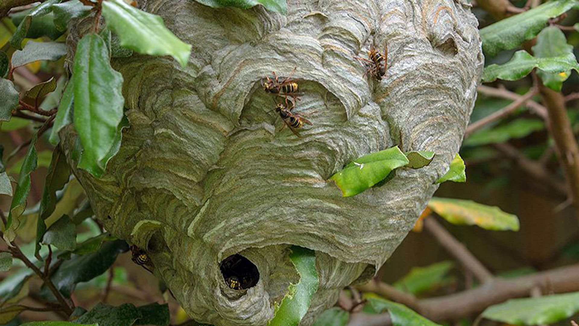 Why Are Wasps More Aggressive in Late Summer? — Richmond Pest Control | Ninefold Pest