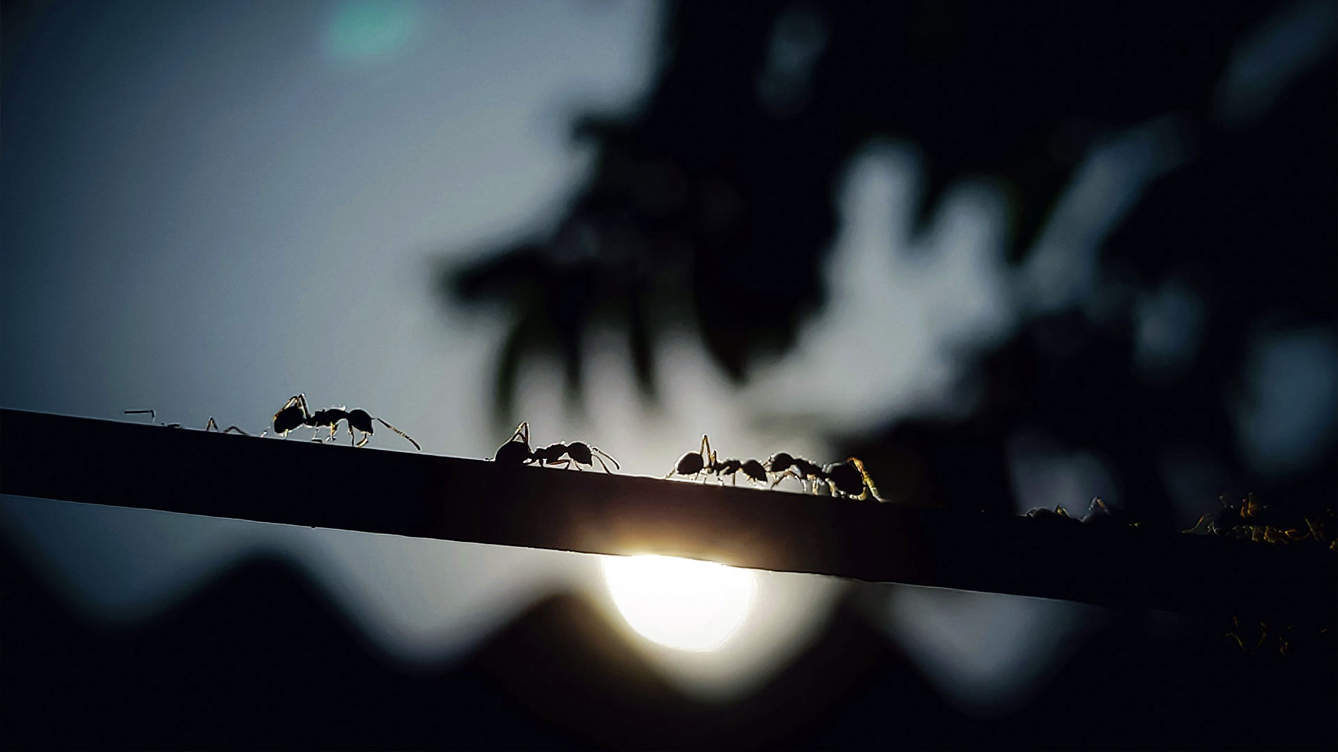 Achieving the Best Indoor Pest Control in Alabama: Tips and Tricks — Residential Pest Control | Ninefold Pest