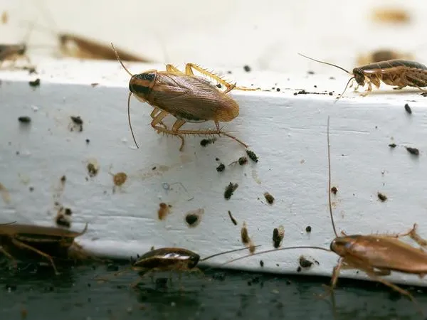 The Most Surprising Places Pests Hide in Your Home — Residential Pest Control | Ninefold Pest