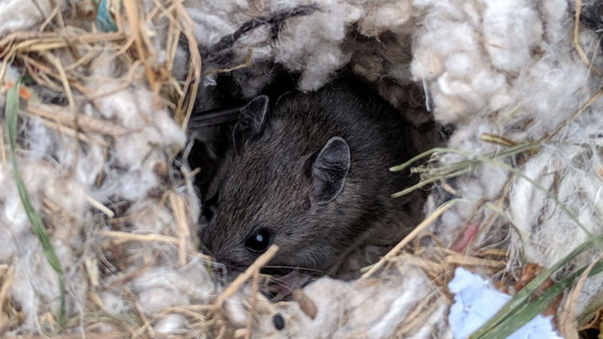 Where Do Mice Usually Nest in a House? — Rodents | Ninefold Pest