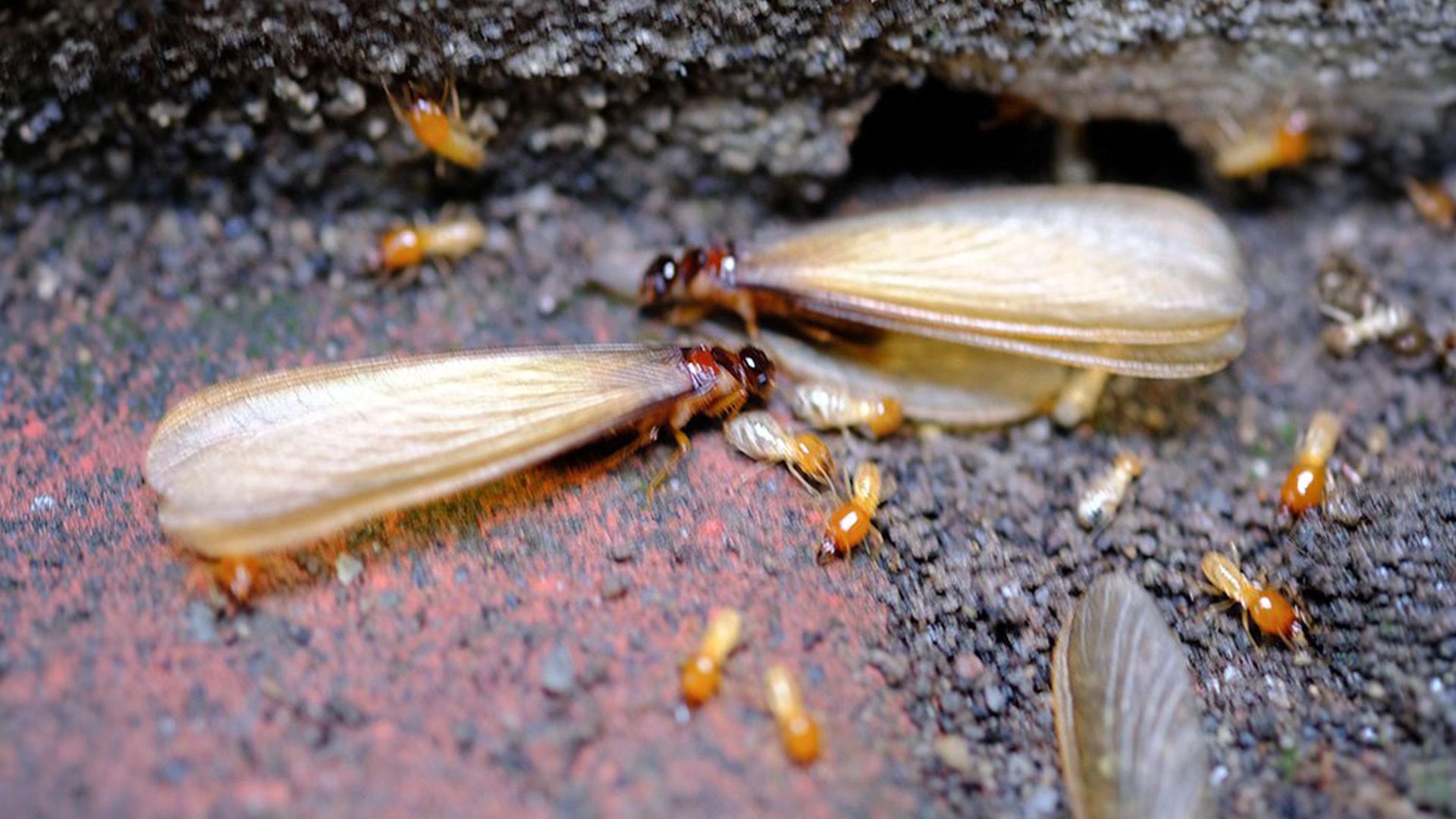 Protect Your Richmond Home from Termite Swarms This Spring — Richmond | Ninefold Pest